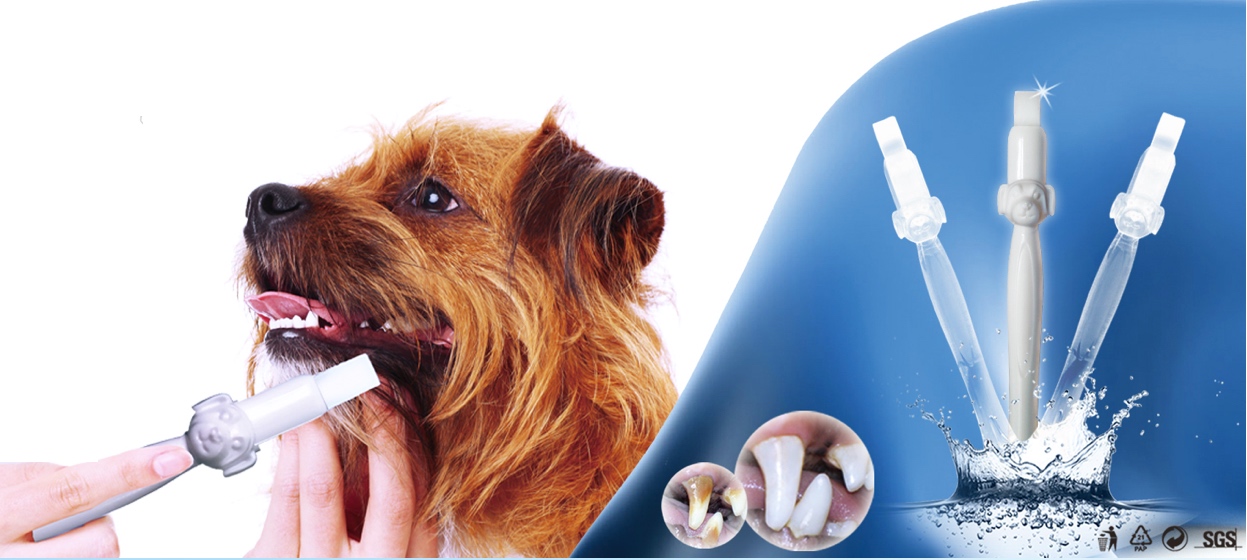 tandsteen verwijderen hond en kat met spons